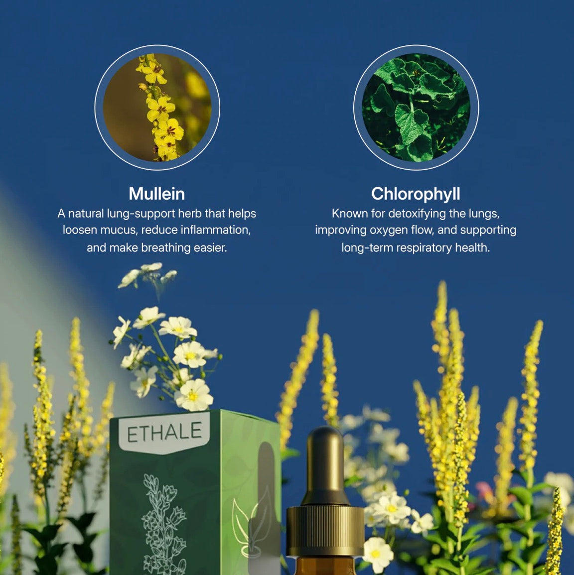 Mullein + Chlorophyll Lung Drops